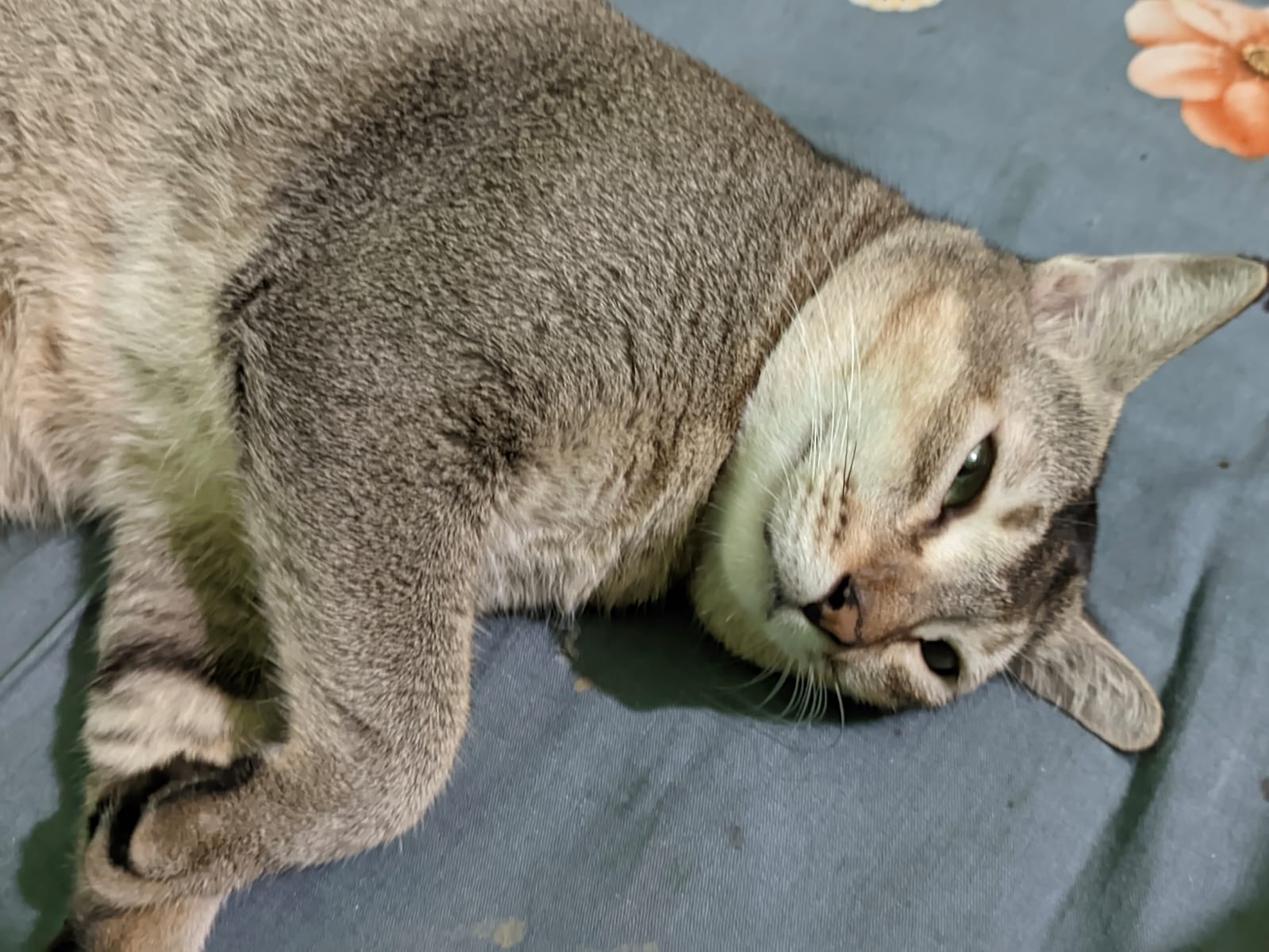 অসহায় FIP রোগে আক্রান্ত ৩ টি বিড়ালকে বাঁচাতে সহায়তা